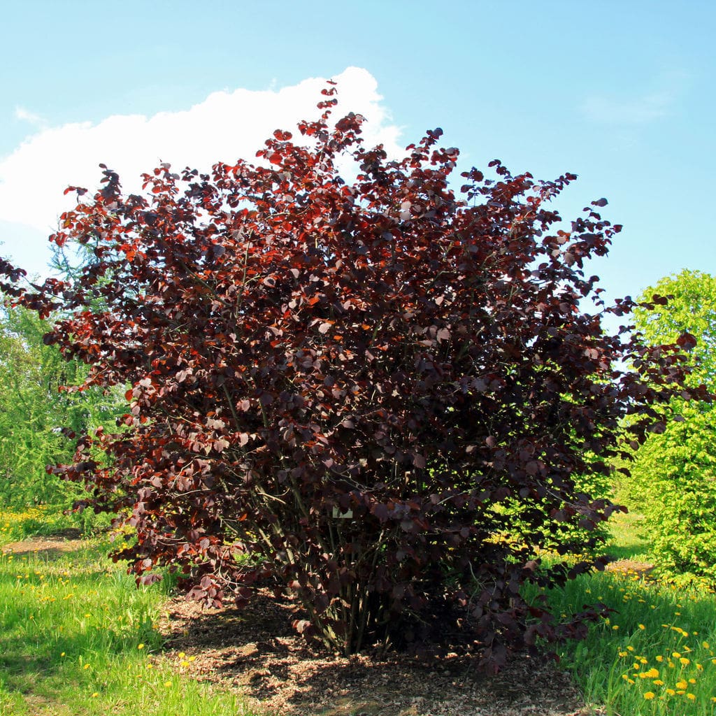 Ein Corylus maxima Purpurea Solitär mit dunkelroten Blättern.