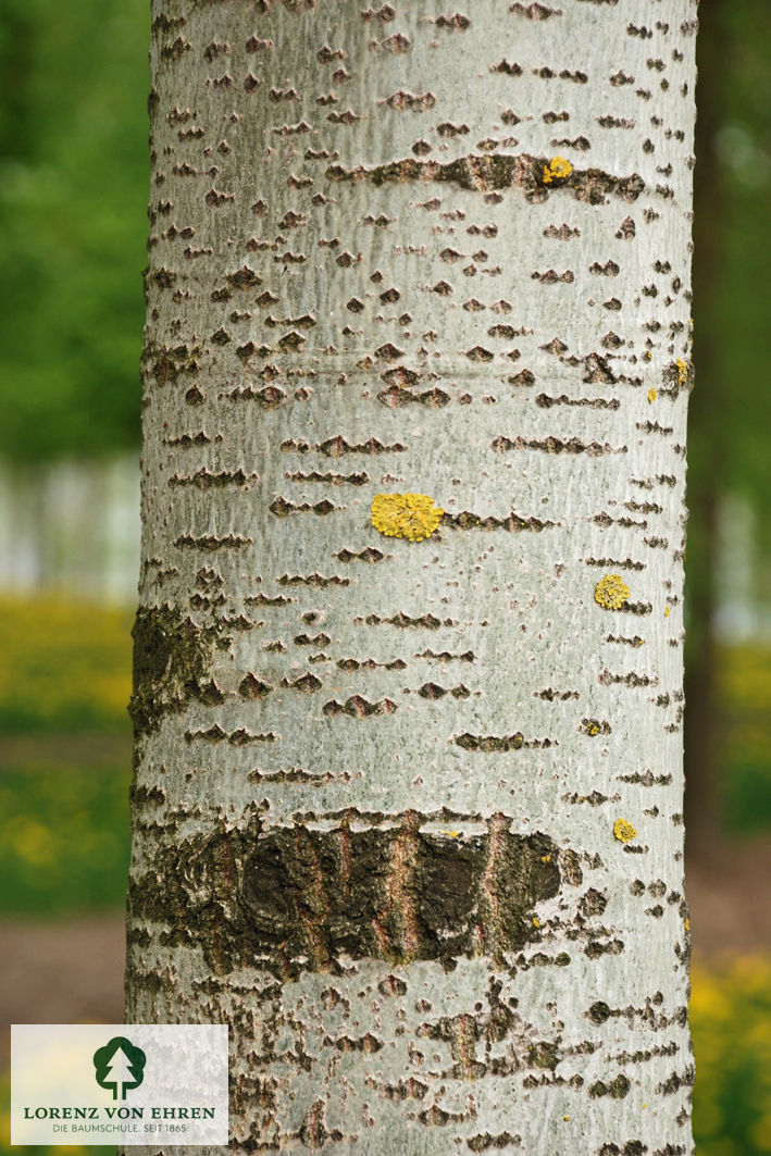 Populus tremula