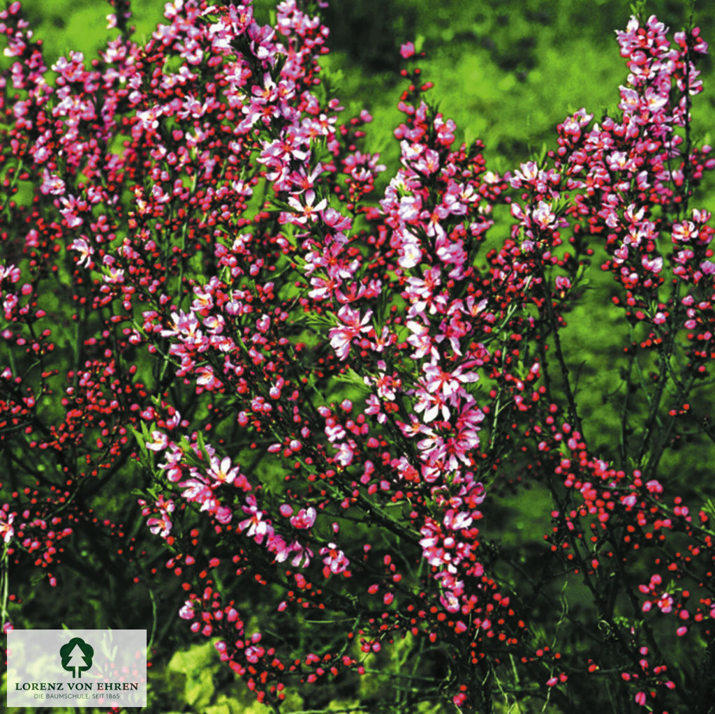 Prunus tenella 'Fire Hill'