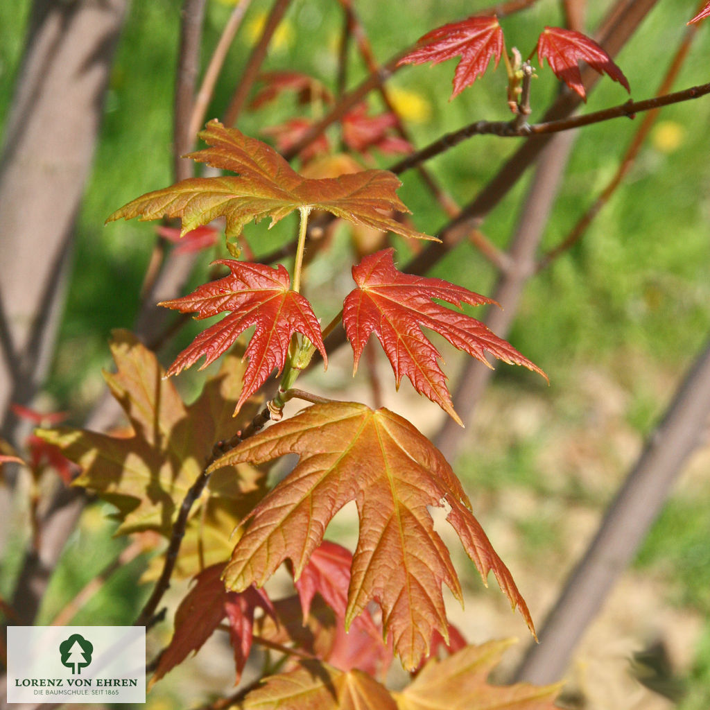 Acer saccharinum