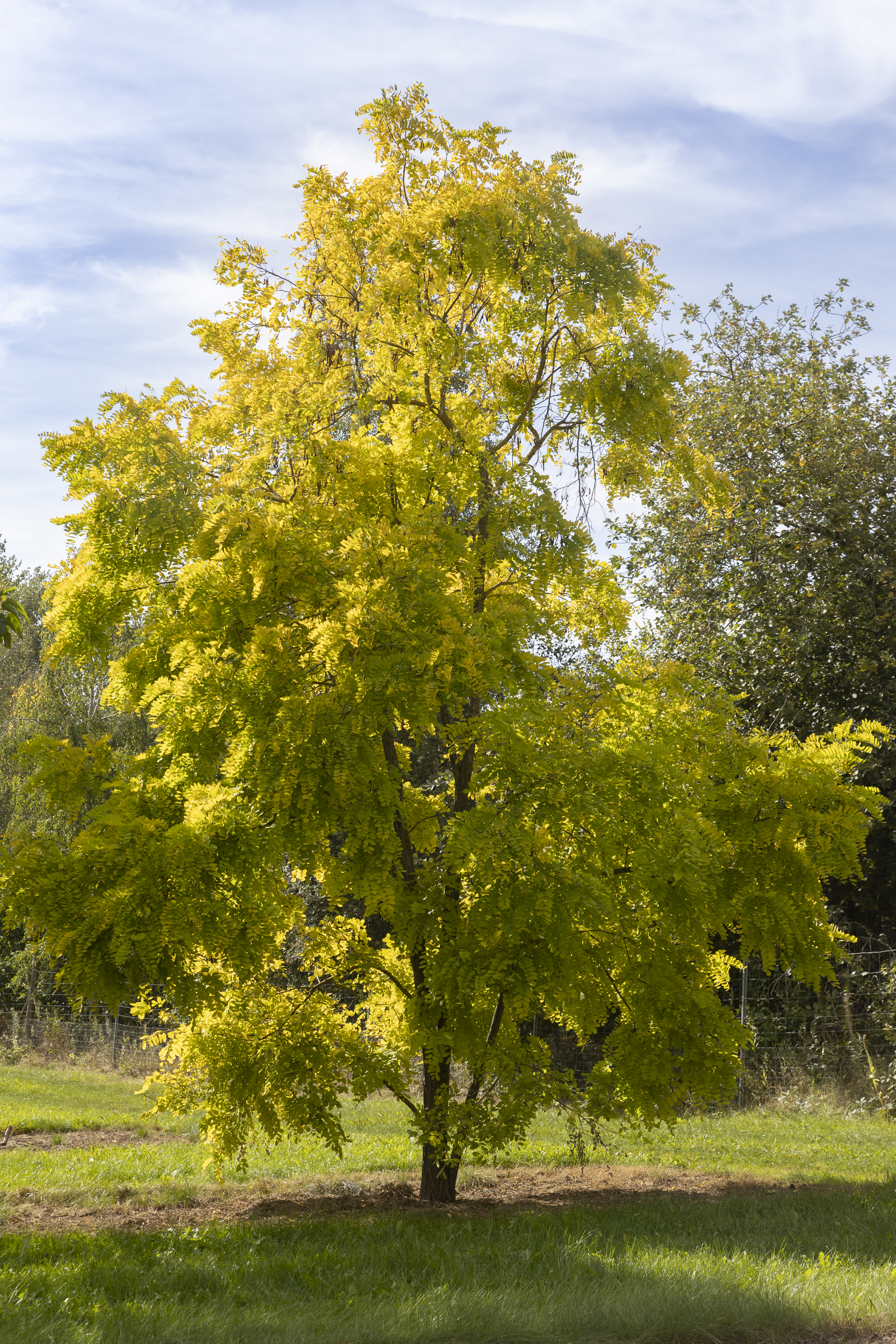 Robinia pseudoacacia 'Frisia' Unikat