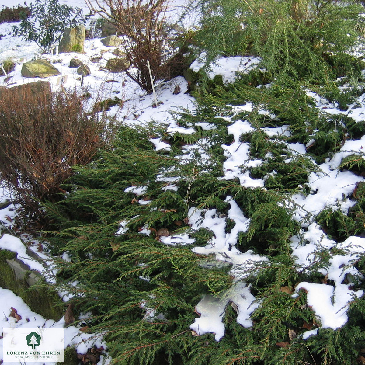 Juniperus communis 'Repanda'