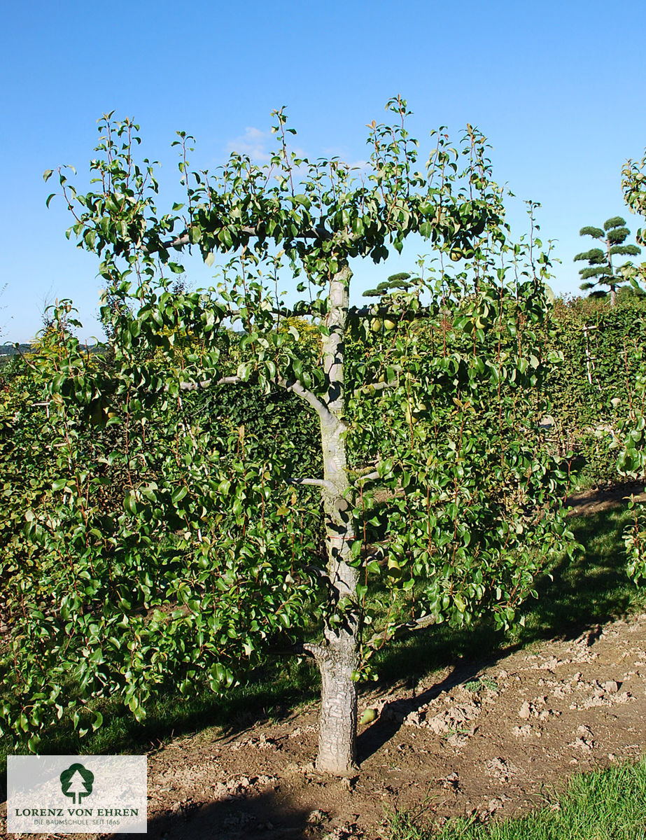 Pyrus communis 'Conference'