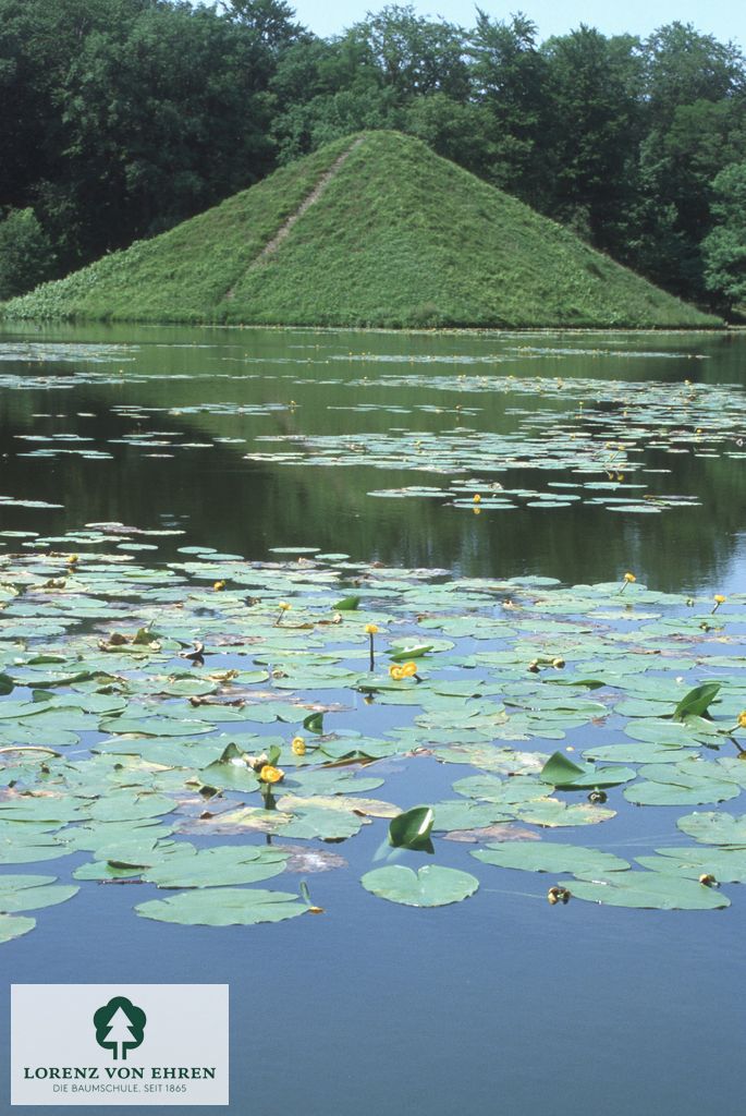 Nuphar lutea