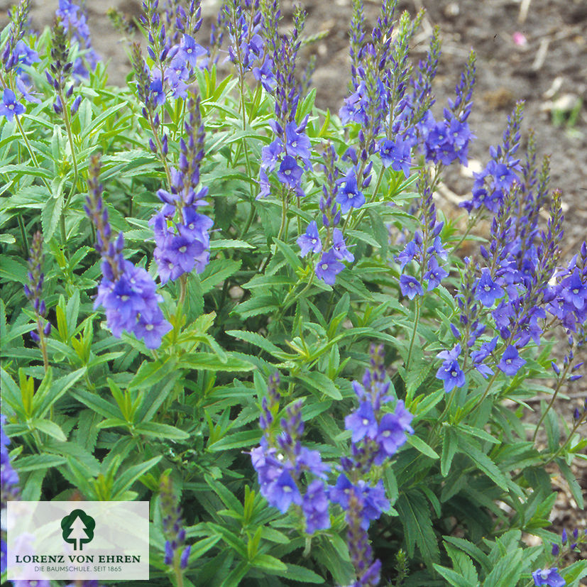 Veronica teucrium 'Knallblau'