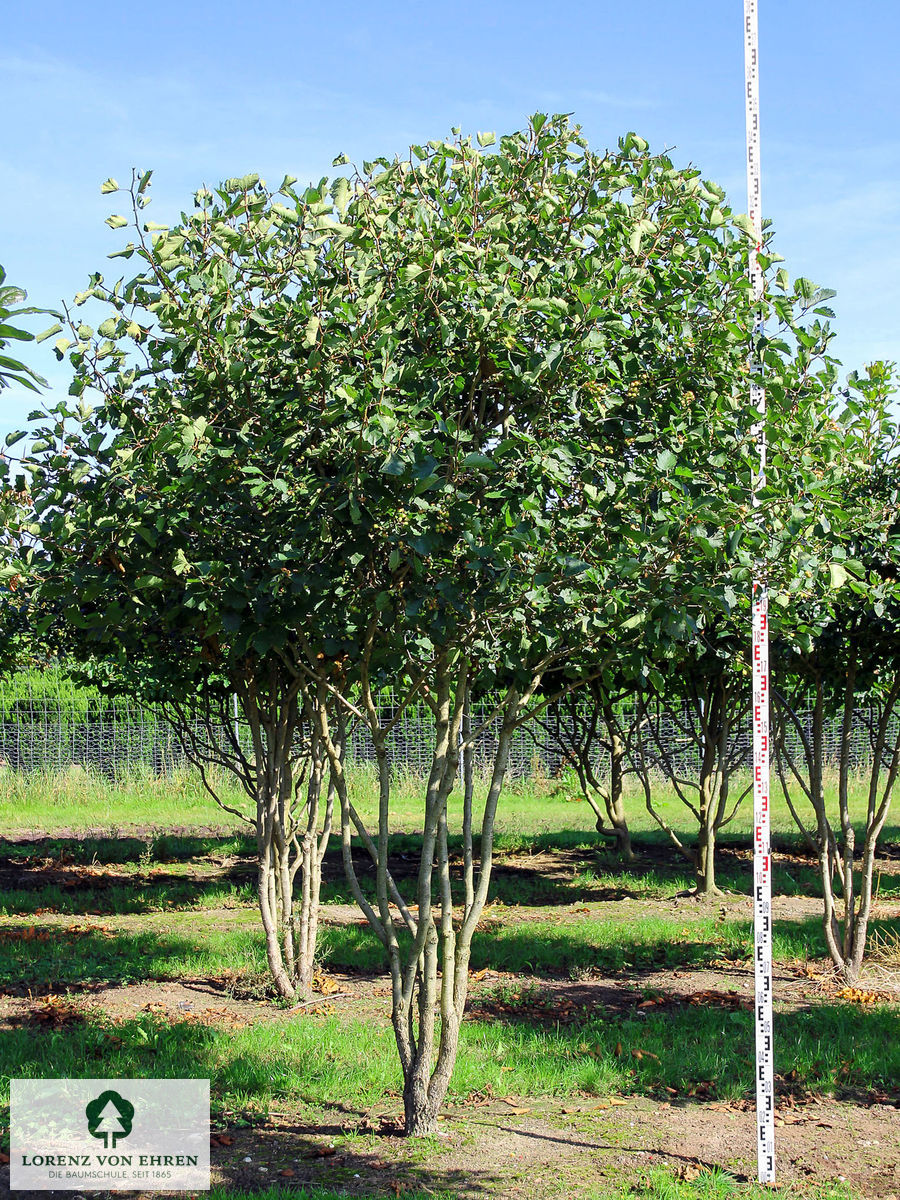 Crataegus coccinea