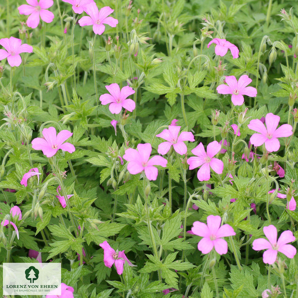 Geranium oxonianum 'Rosenlicht'