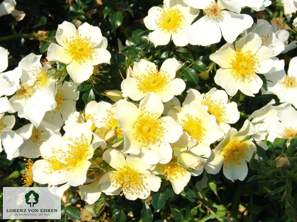 Rosa 'Sonnenröschen'