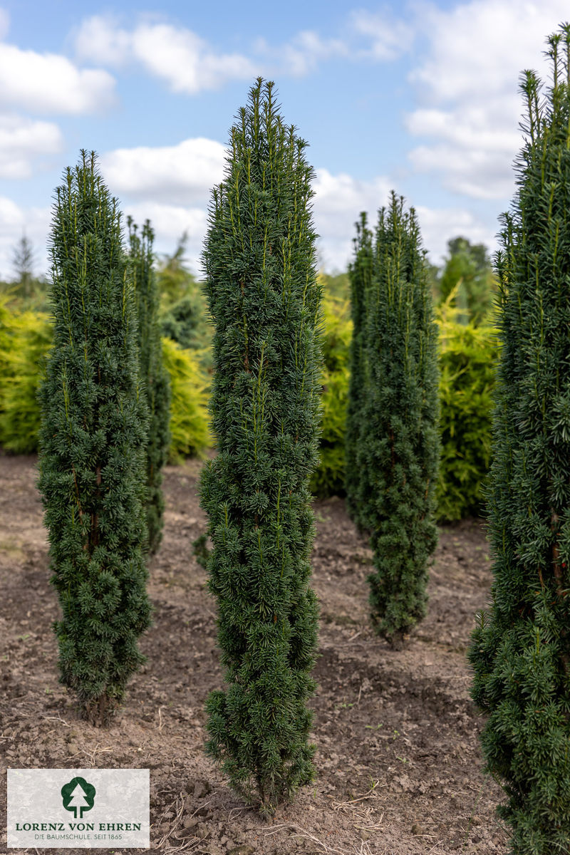 Taxus baccata 'Fastigiata Robusta'