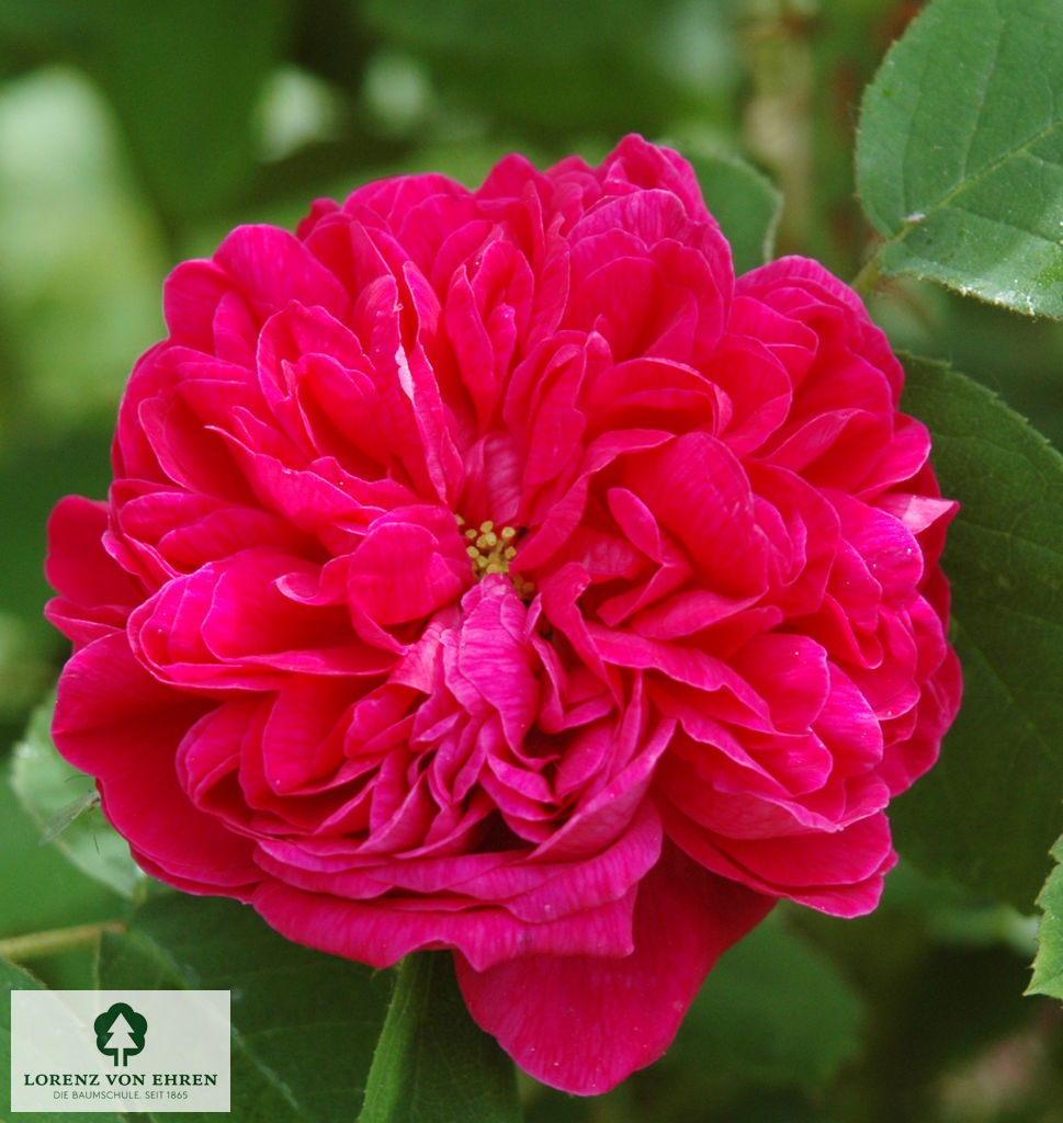 Rosa 'Rose de Resht'