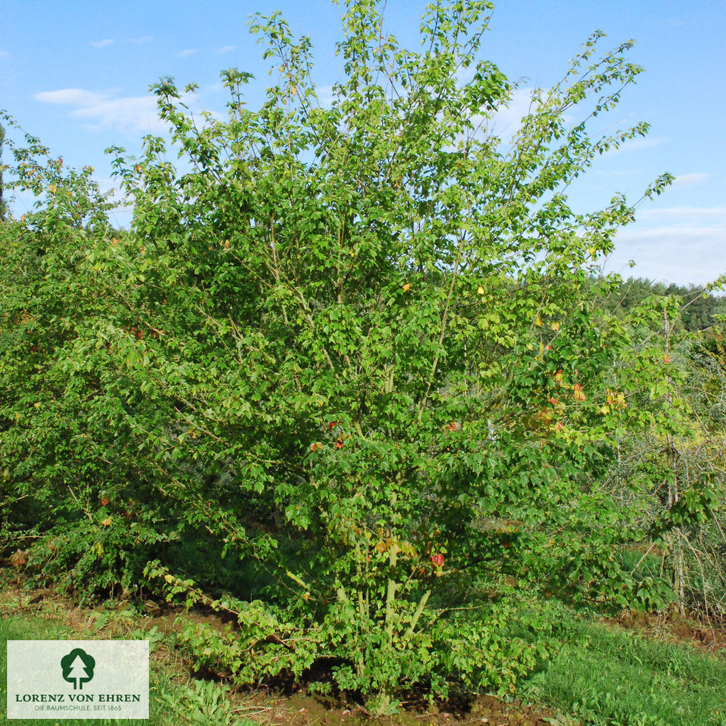 Acer buergerianum