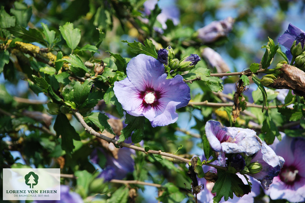 Hibiscus syriacus 'Coelestis'