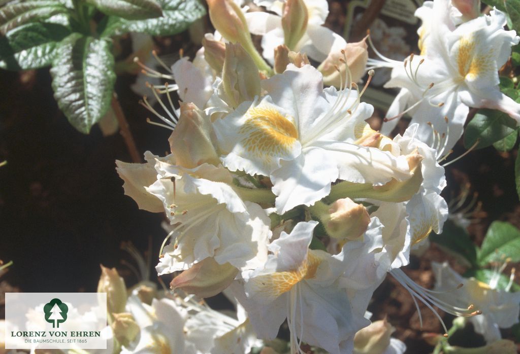 Rhododendron Azalea 'Schneegold'