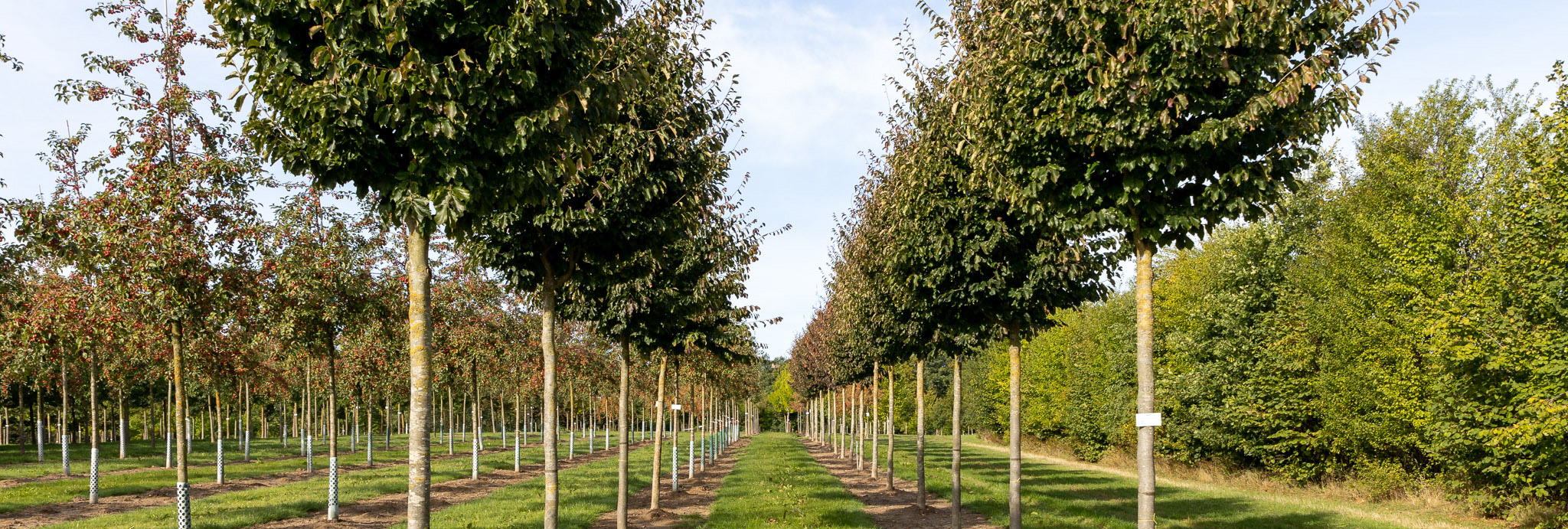 Reihe Bäume Hochstamm