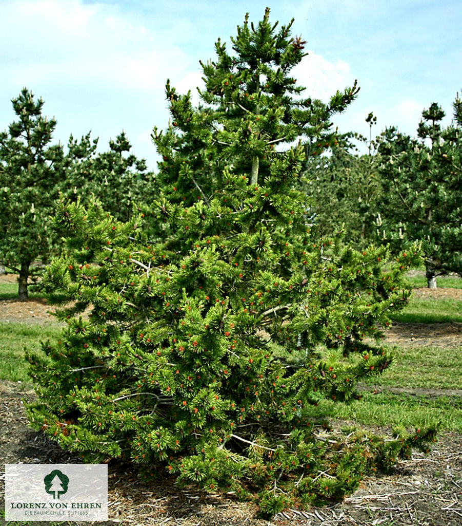 Pinus contorta