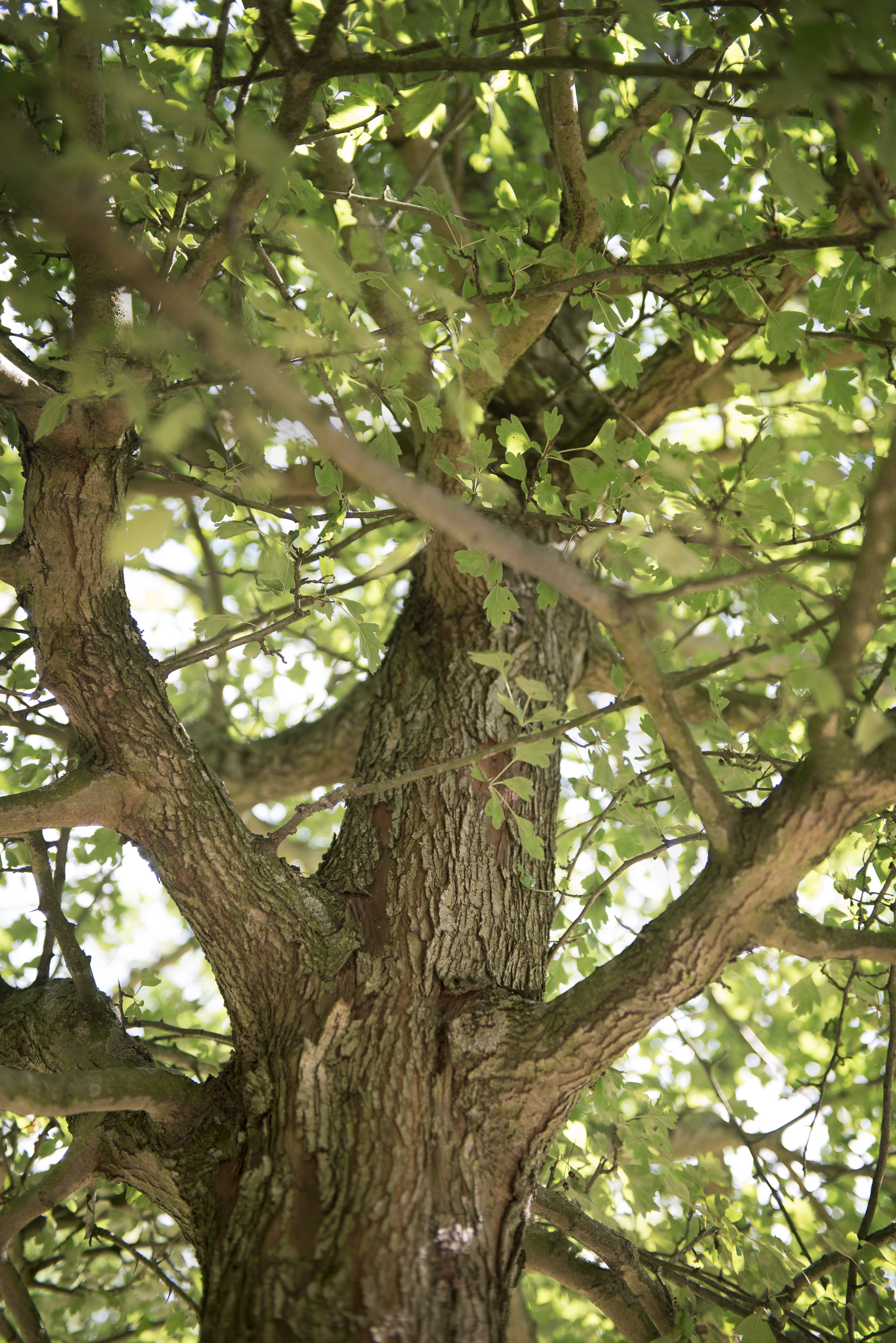 Crataegus monogyna Unikat