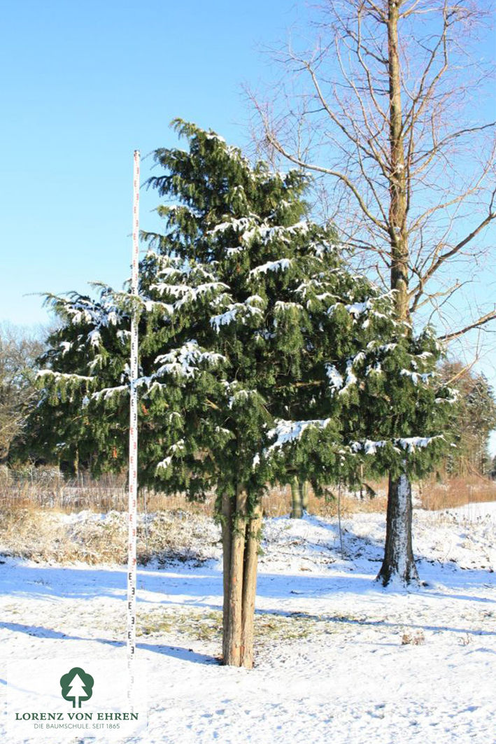 Taxus baccata 'Dovastoniana'