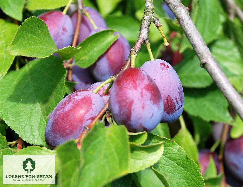 Prunus domestica 'Hauszwetsche' | Baumschule LvE