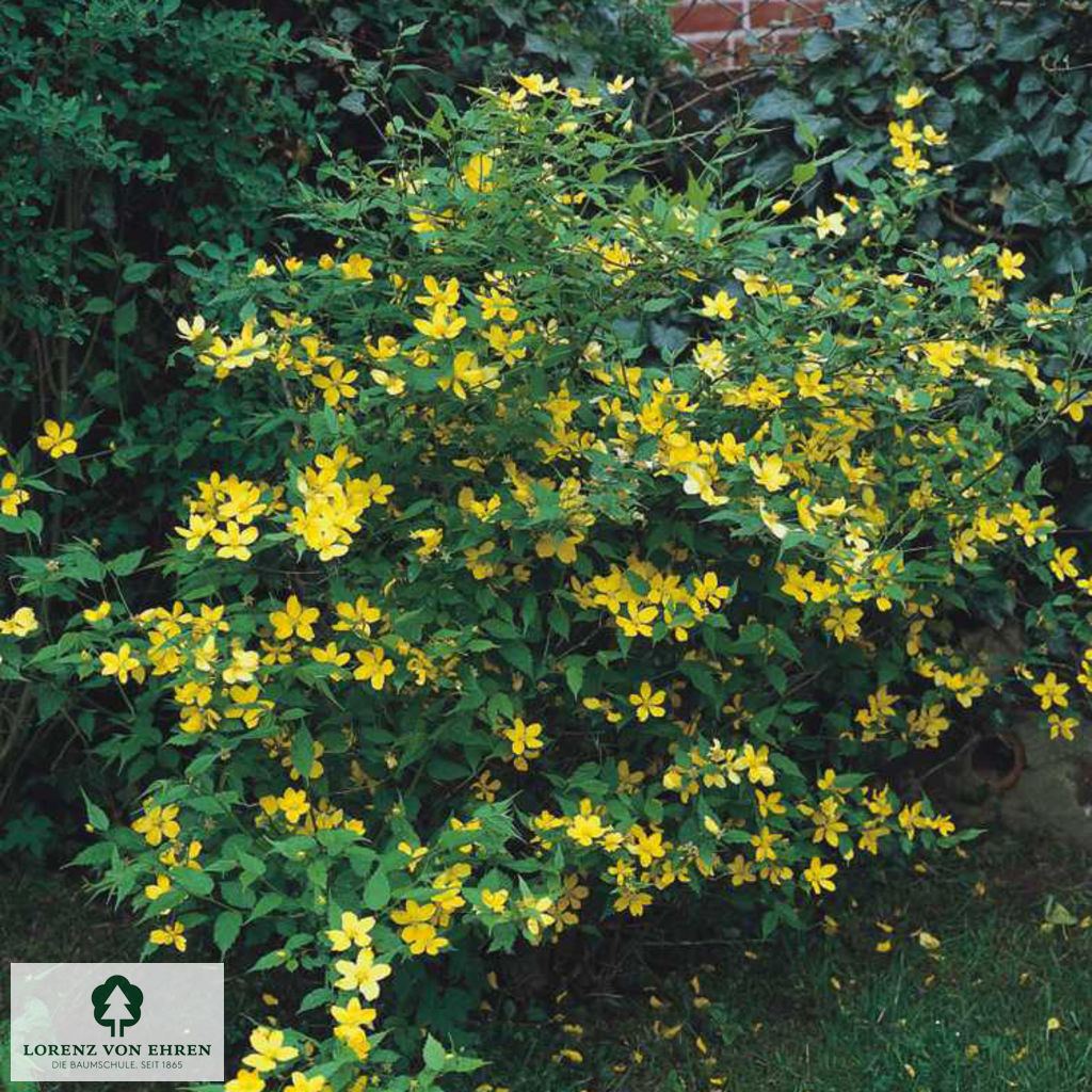 Kerria japonica