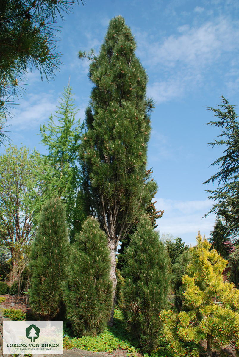 Pinus nigra austriaca 'Green Tower'