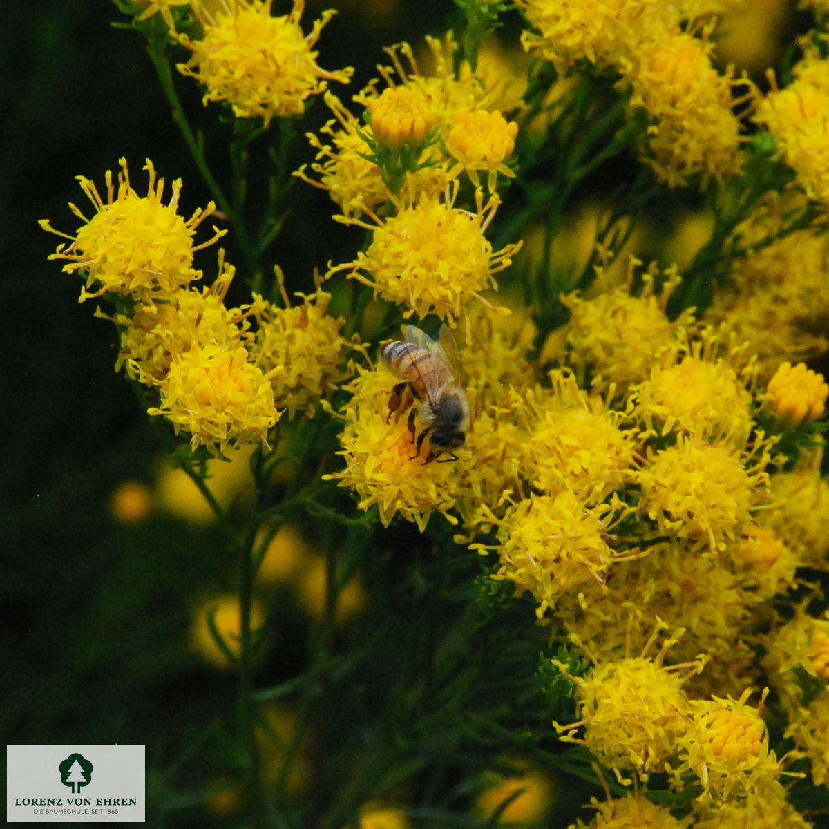 Aster linosyris