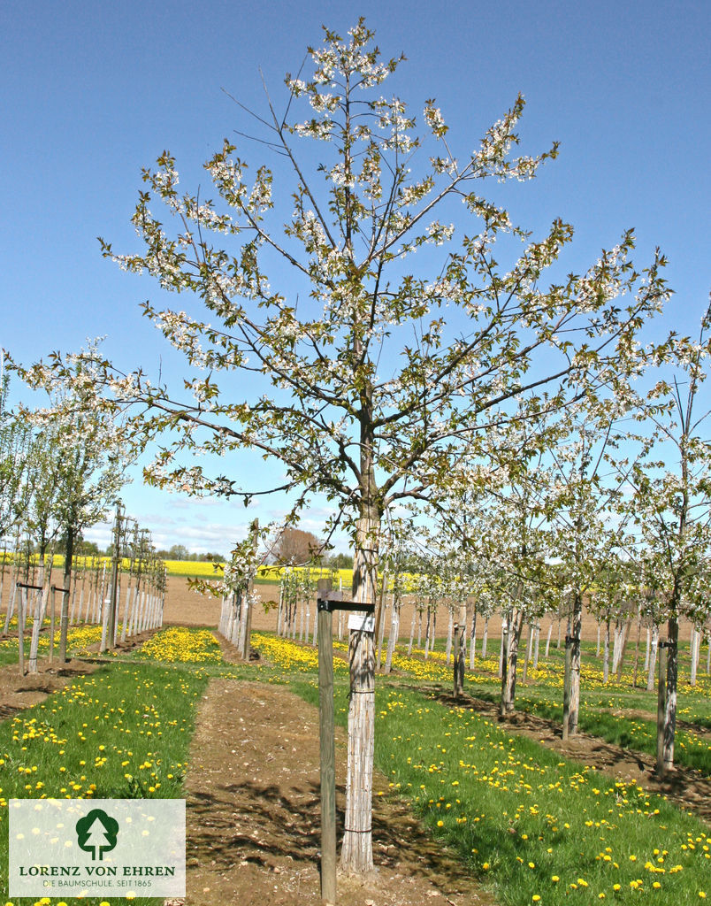 Prunus avium 'Hedelfinger Riesenkirsche'