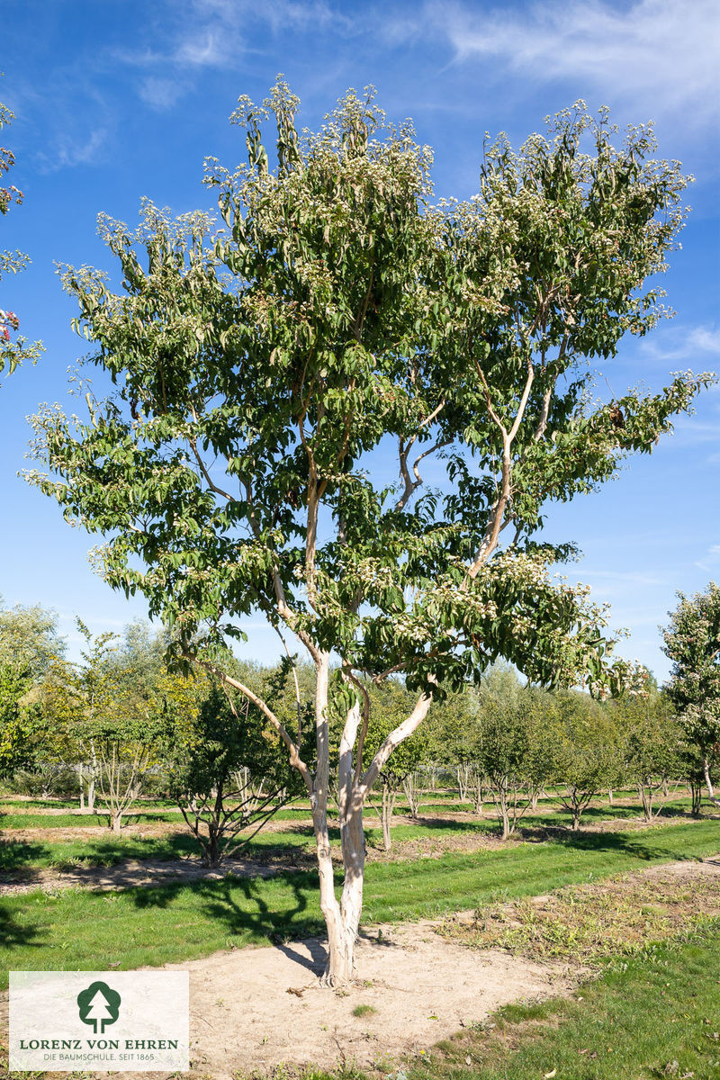 Heptacodium miconioides