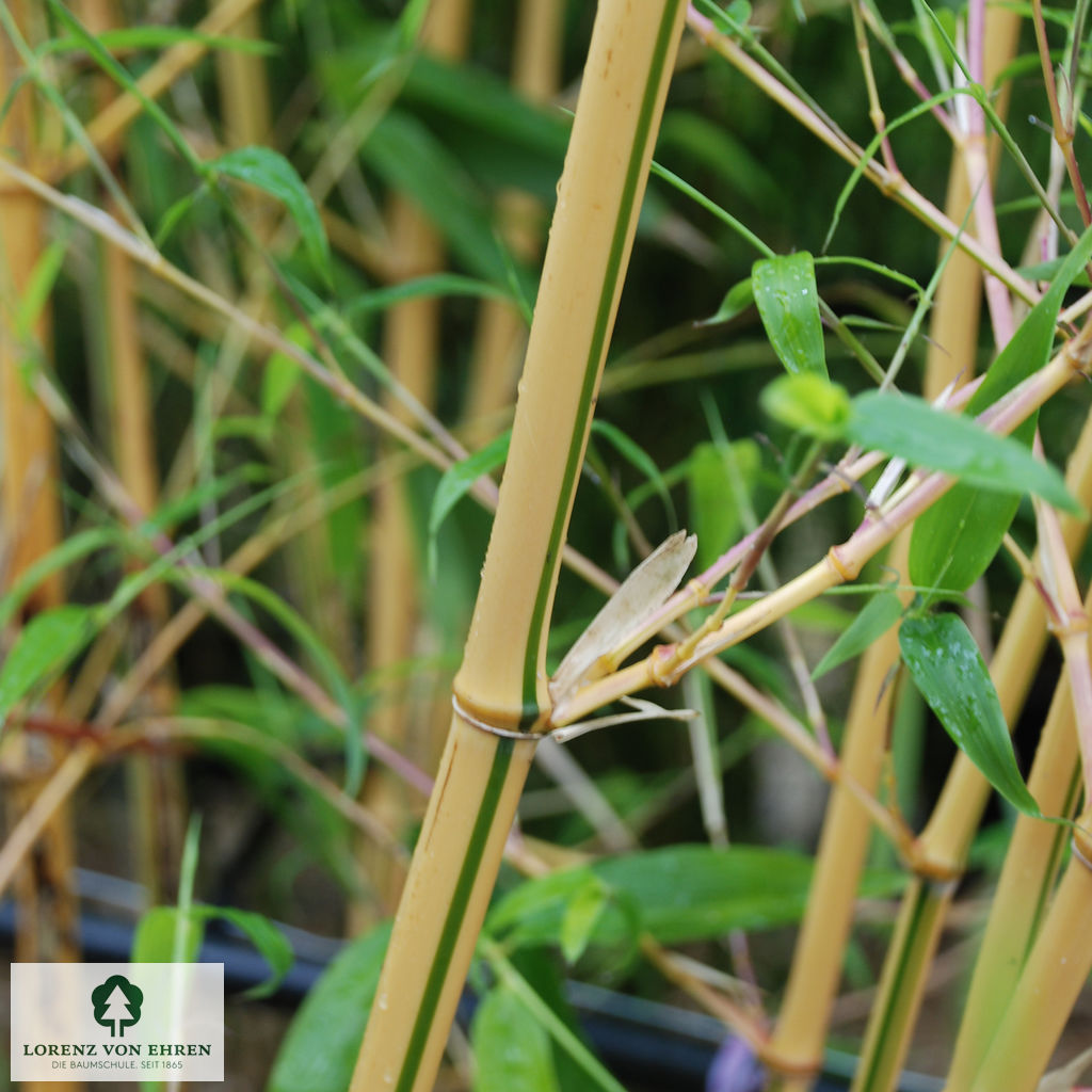 Phyllostachys vivax 'Aureocaulis'