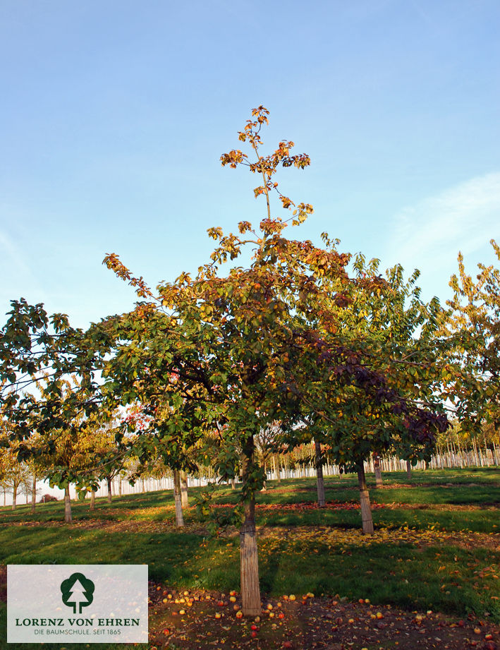 Malus domestica 'Jakob Lebel'