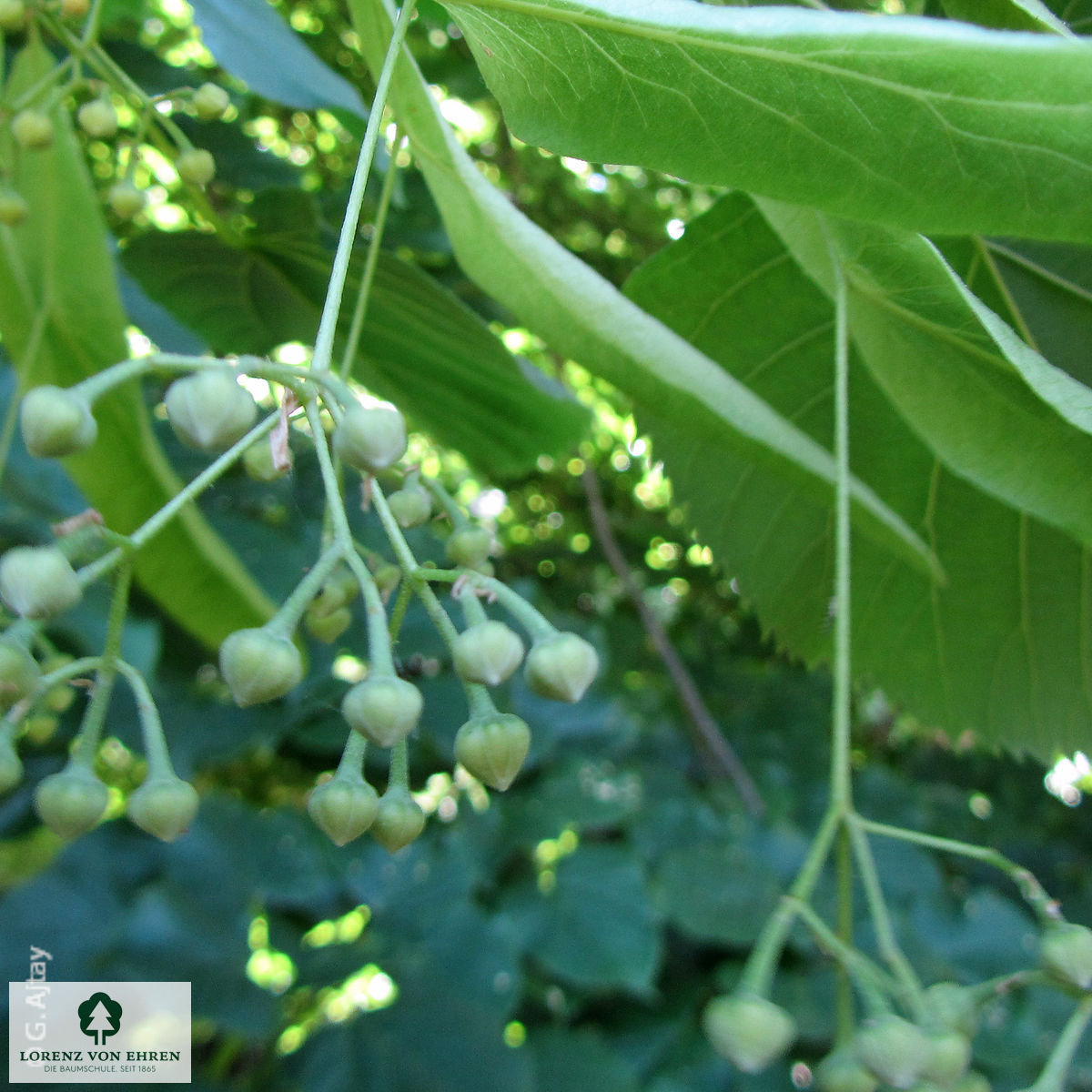 Tilia americana 'Nova'