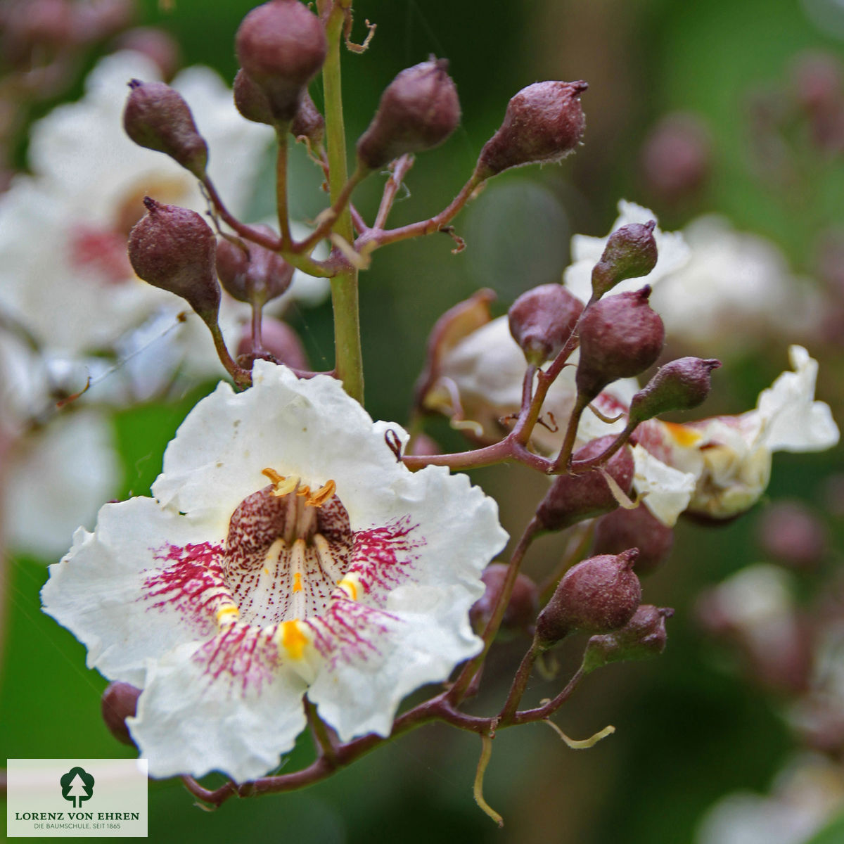 Catalpa bignonioides