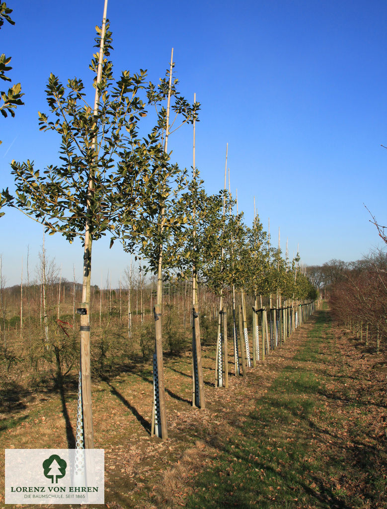 Ilex 'Nellie R. Stevens'