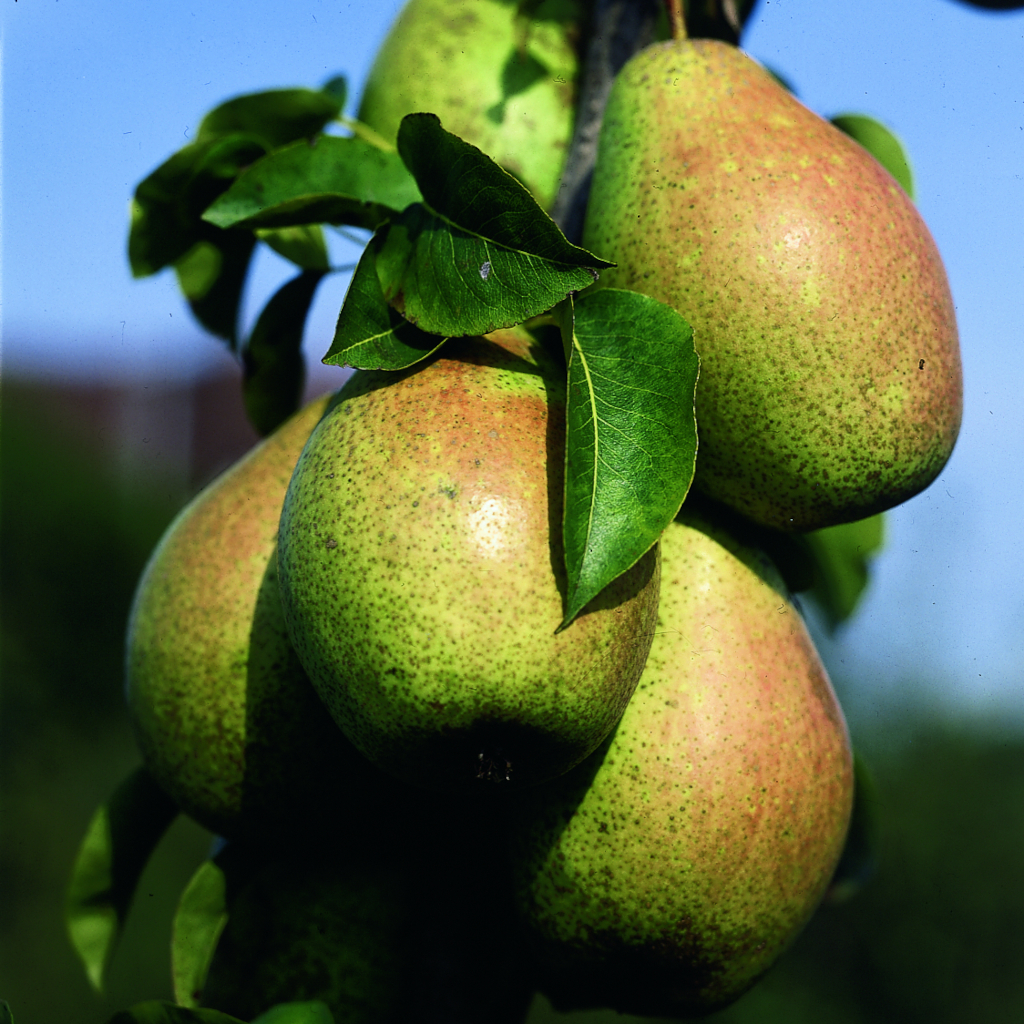 Die Frucht der Birne Pyrus communis Gute Luise von Avranches