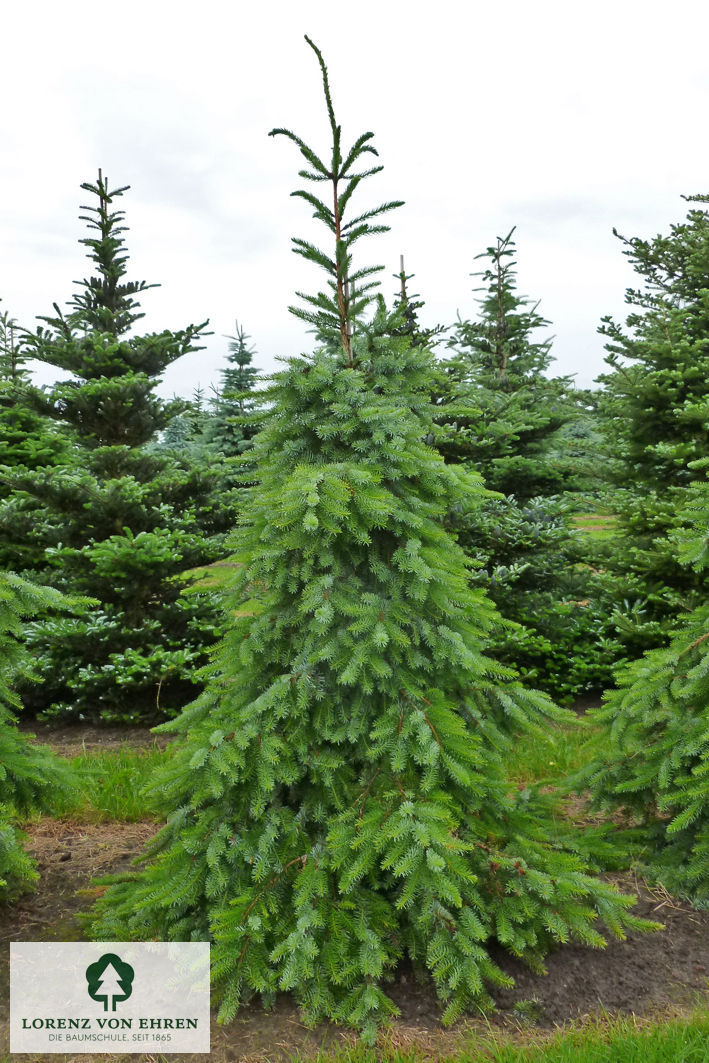 Picea omorika 'Pendula'