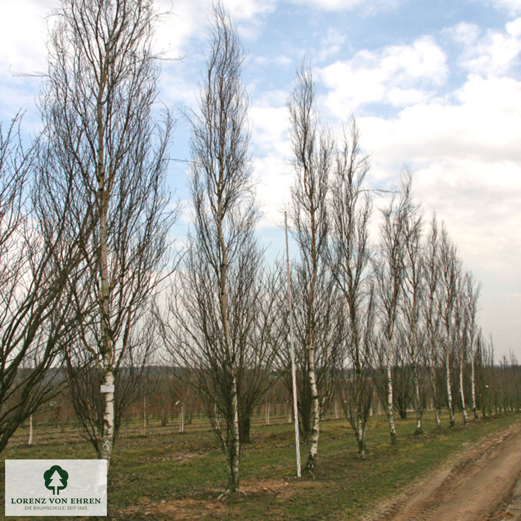 Betula pendula 'Fastigiata'