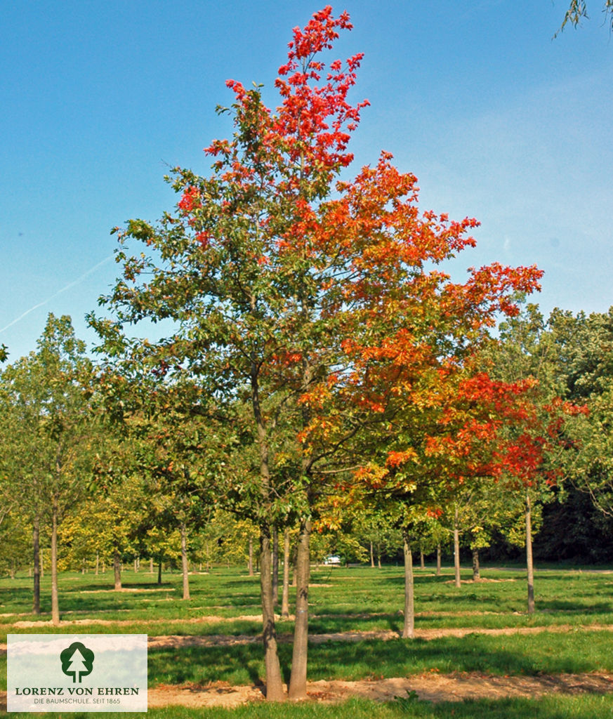 Quercus palustris