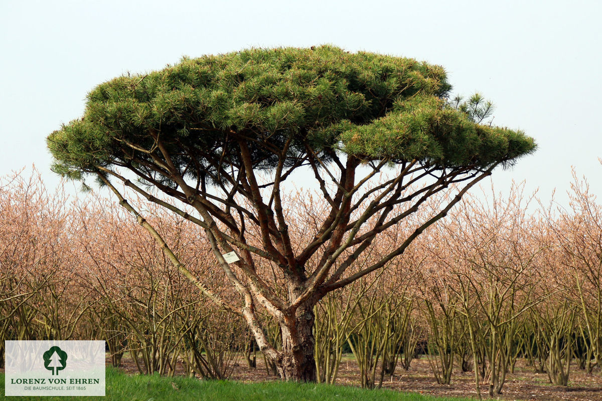 Pinus sylvestris 'Norske Typ'