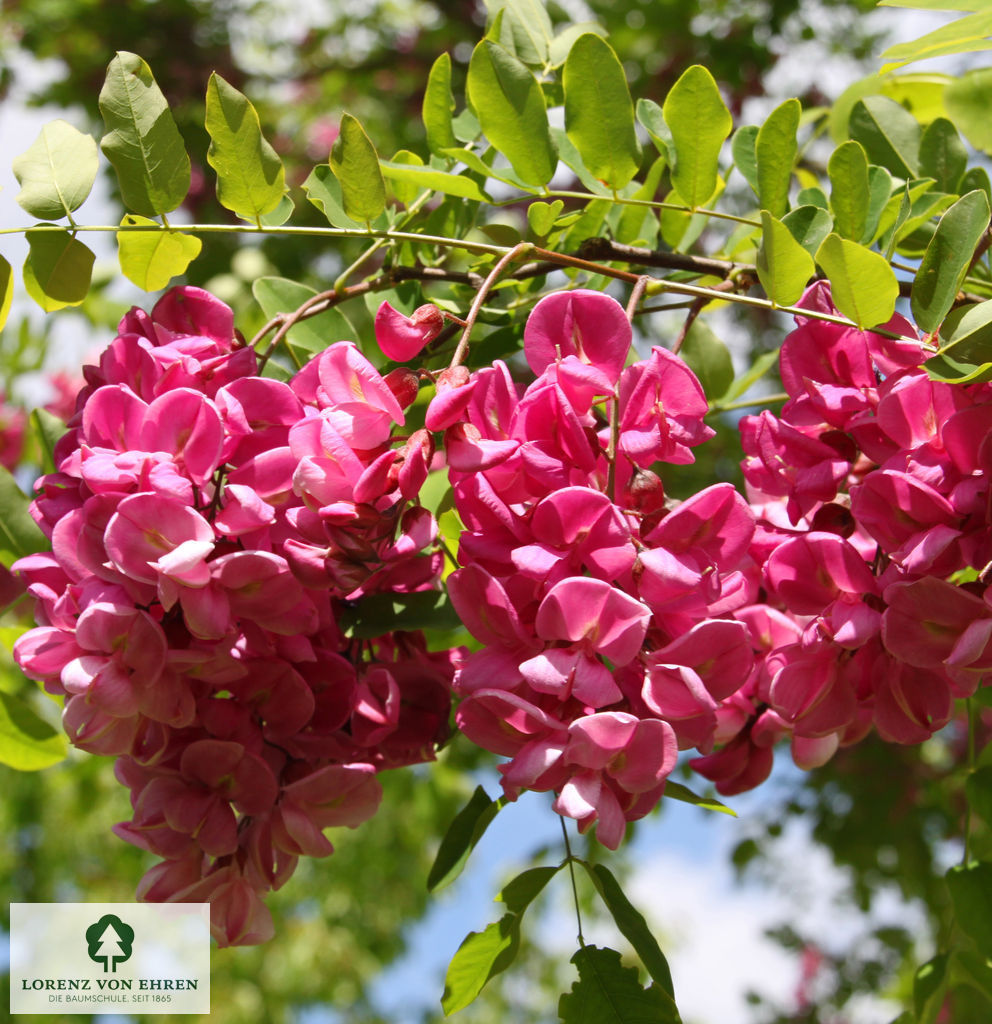 Robinia pseudoacacia 'Casque Rouge