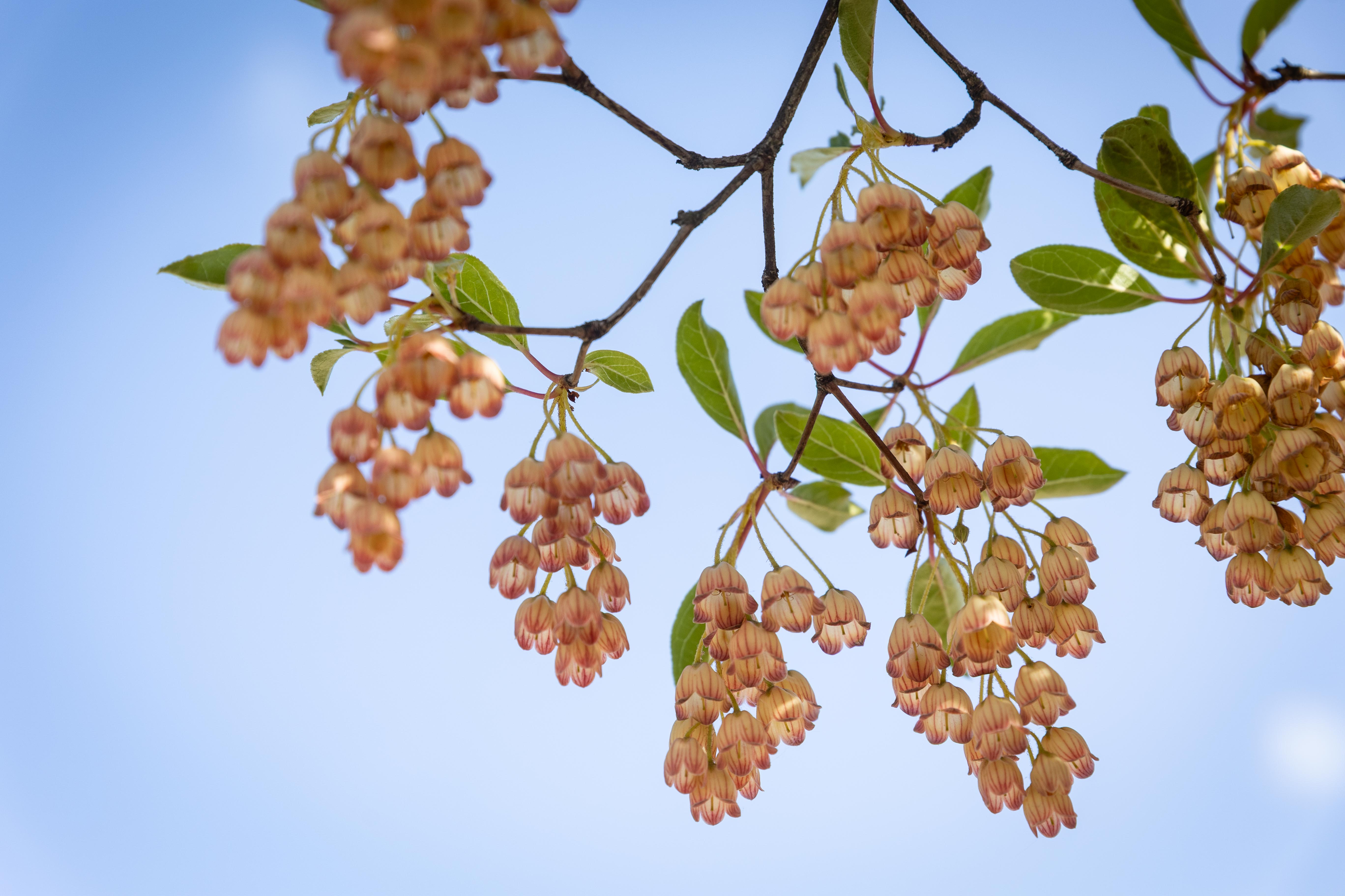Enkianthus campanulatus Bonsai