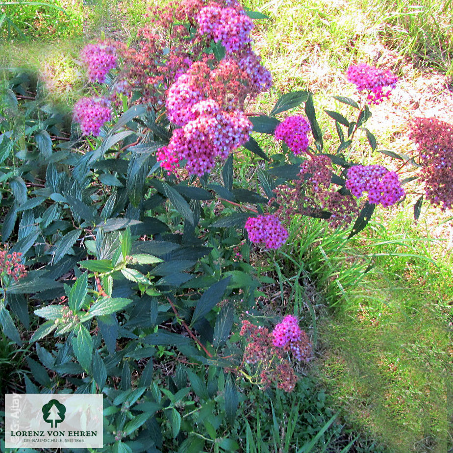 Spiraea japonica 'Dart's Red'