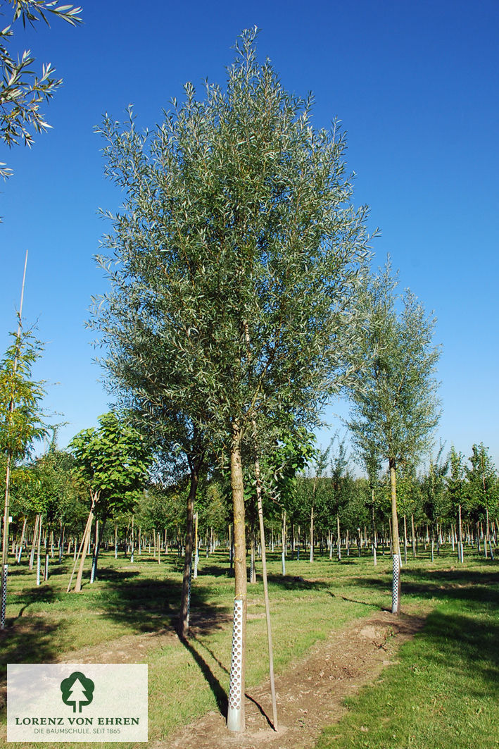 Salix alba