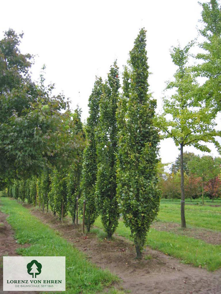 Fagus sylvatica 'Dawyck'