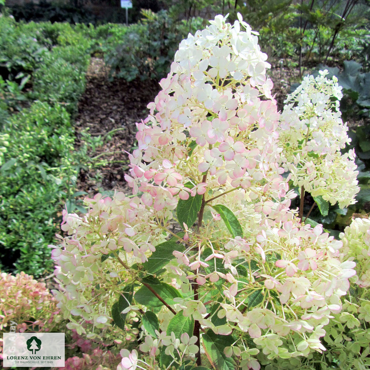 Hydrangea paniculata 'Bobo'