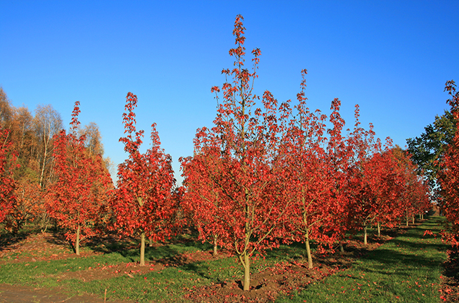 Indian summer mit Amberbaum