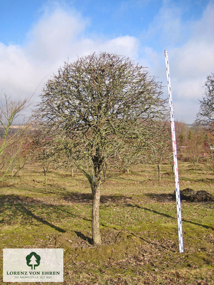 Crataegus coccinea