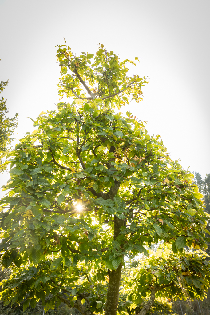 Carpinus betulus Bonsai
