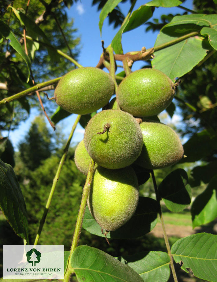 Juglans cinerea