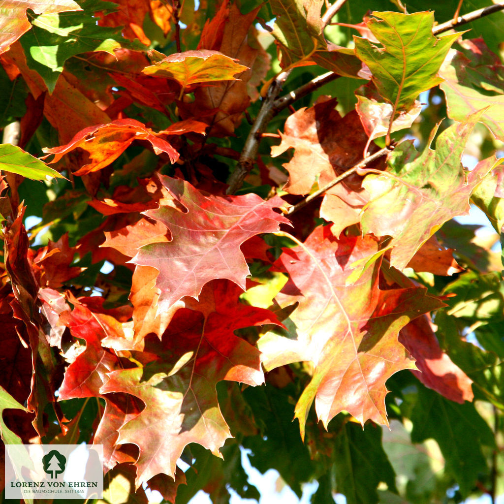 Quercus rubra