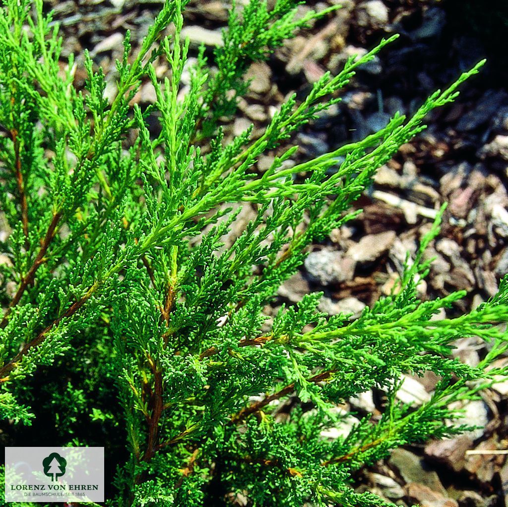 Juniperus chinensis 'Blaauw'