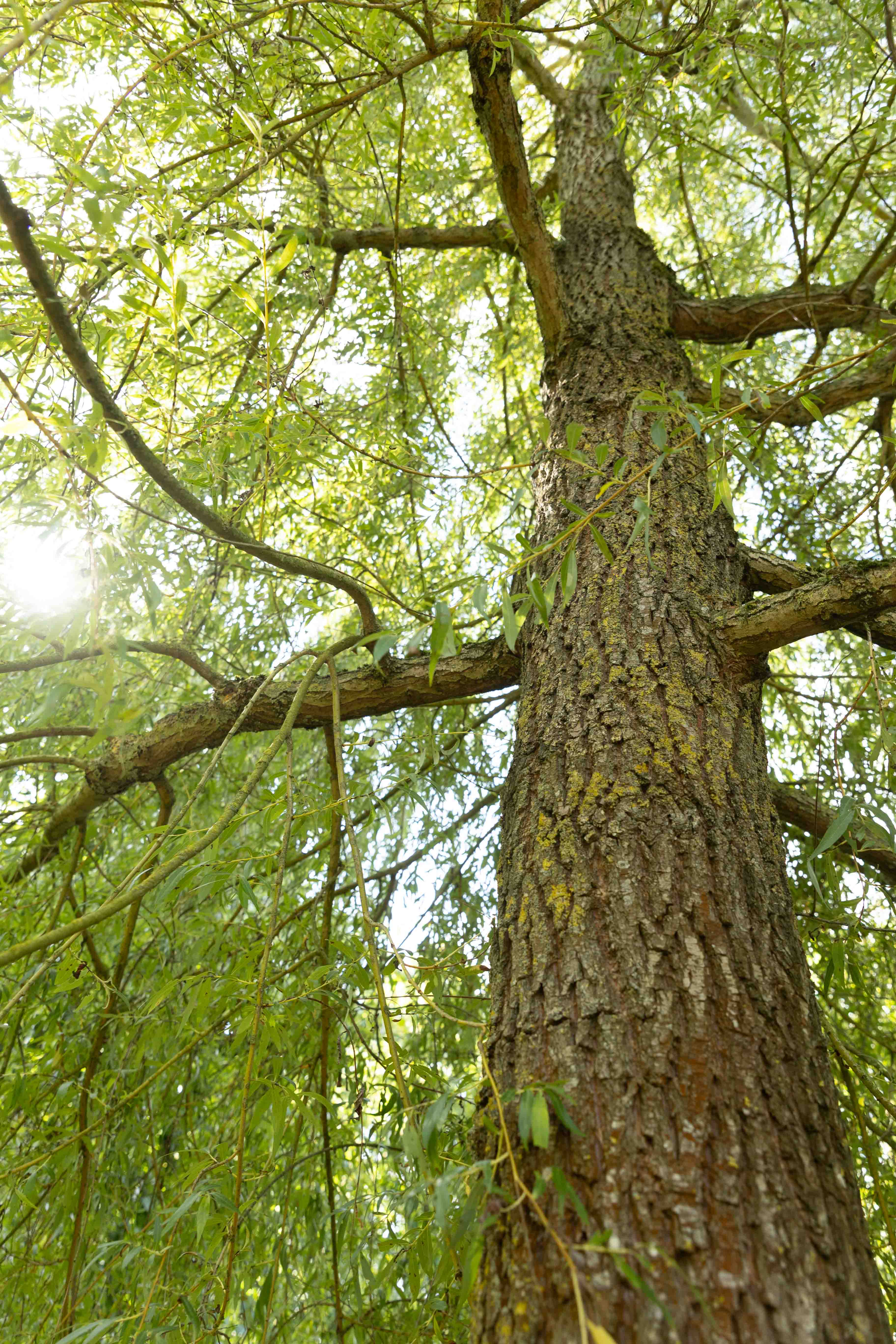Nahaufnahme des Baumstammes, der nach oben in grüne Äste und Blätter reicht, währenddessen die Sonne von links durch das Laub scheint.